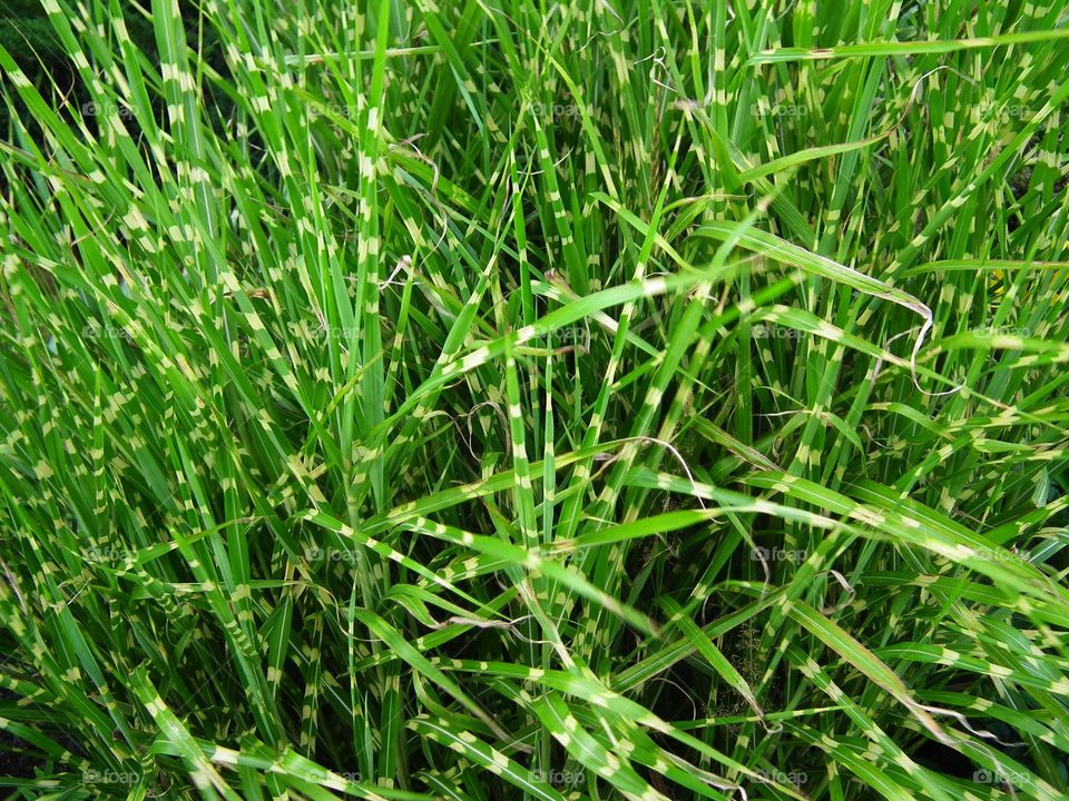 grass