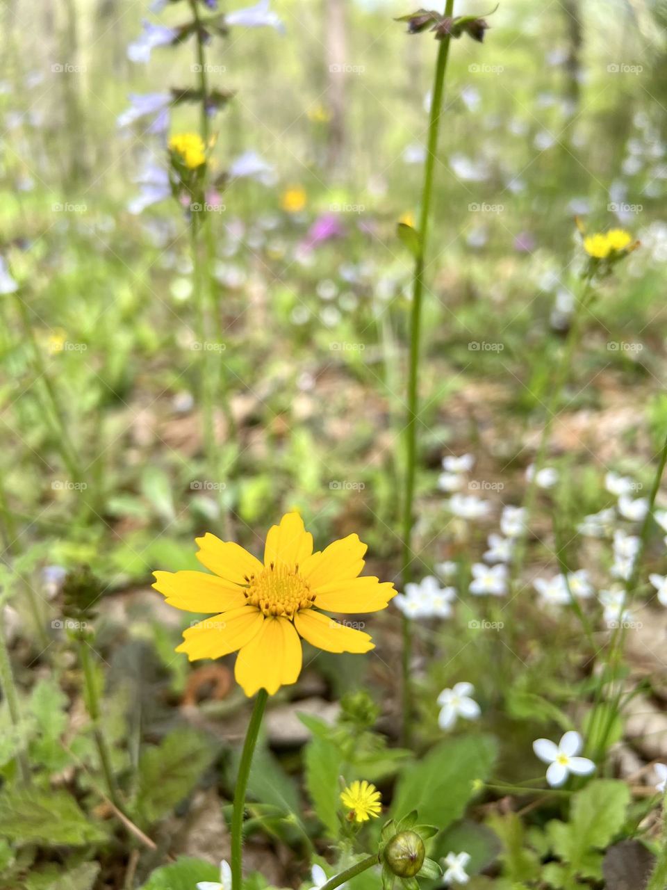 A low angle closeup of a wild yellow daisy in the foreground. Background is an emerging wildflower meadow.