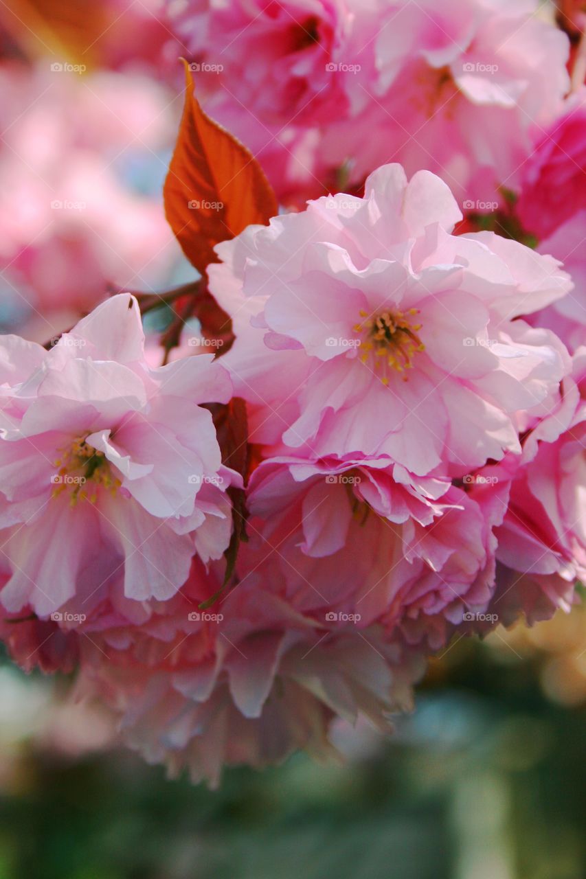 Pink flowers