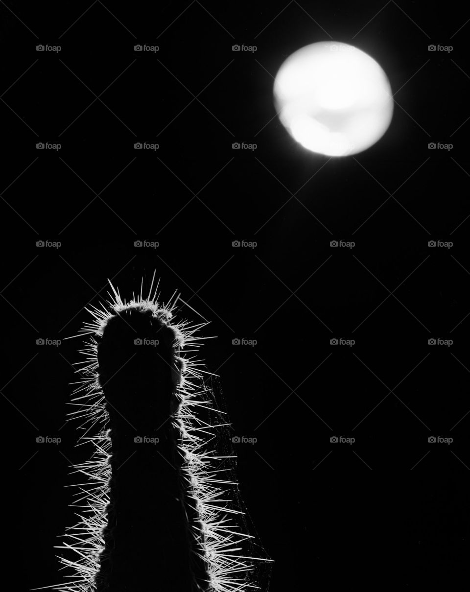 pointy cactus silhouette under moonlight