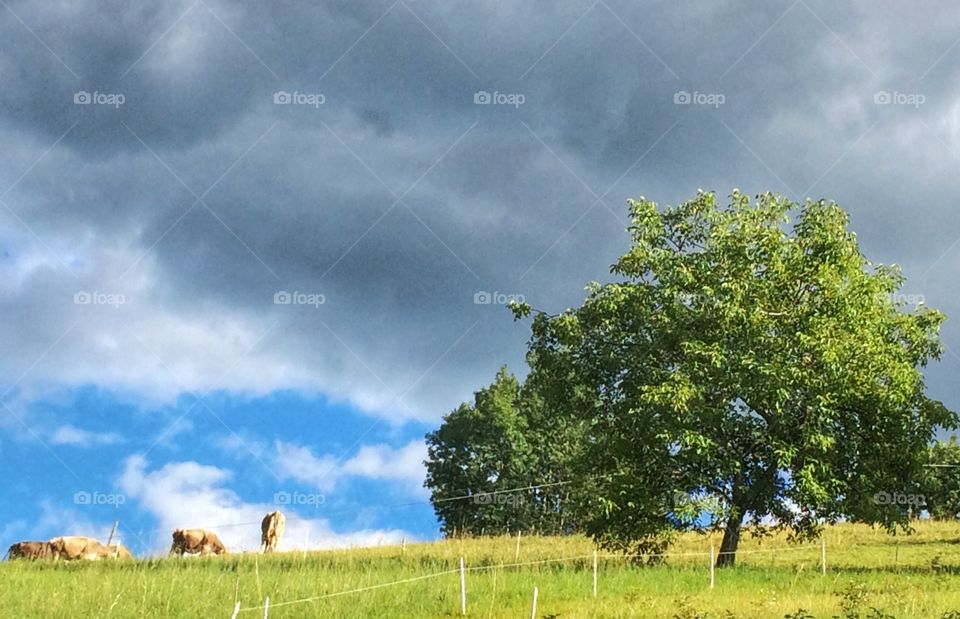 Cows grazing in summer time 