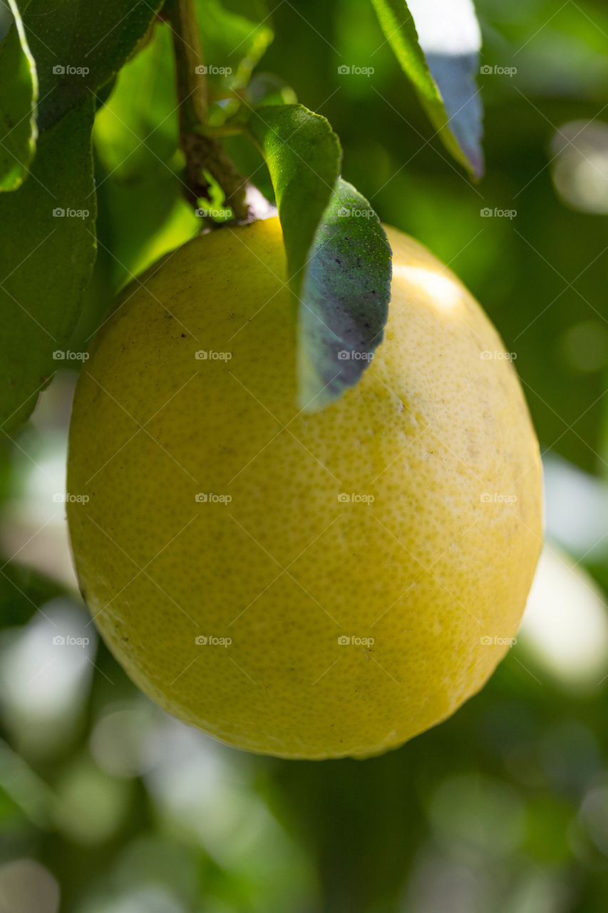 Lemon Ripe for the picking 