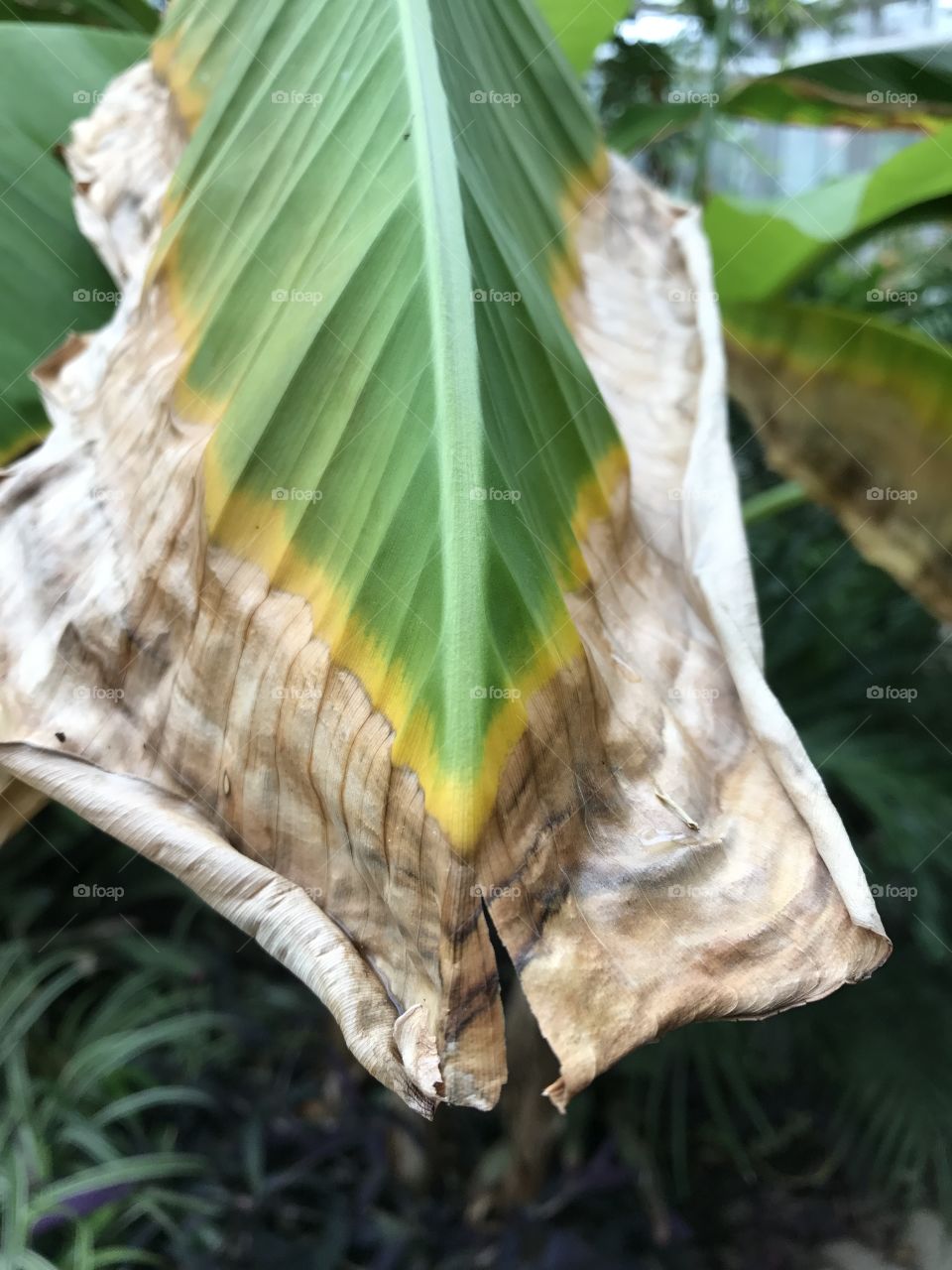 Dry leaf