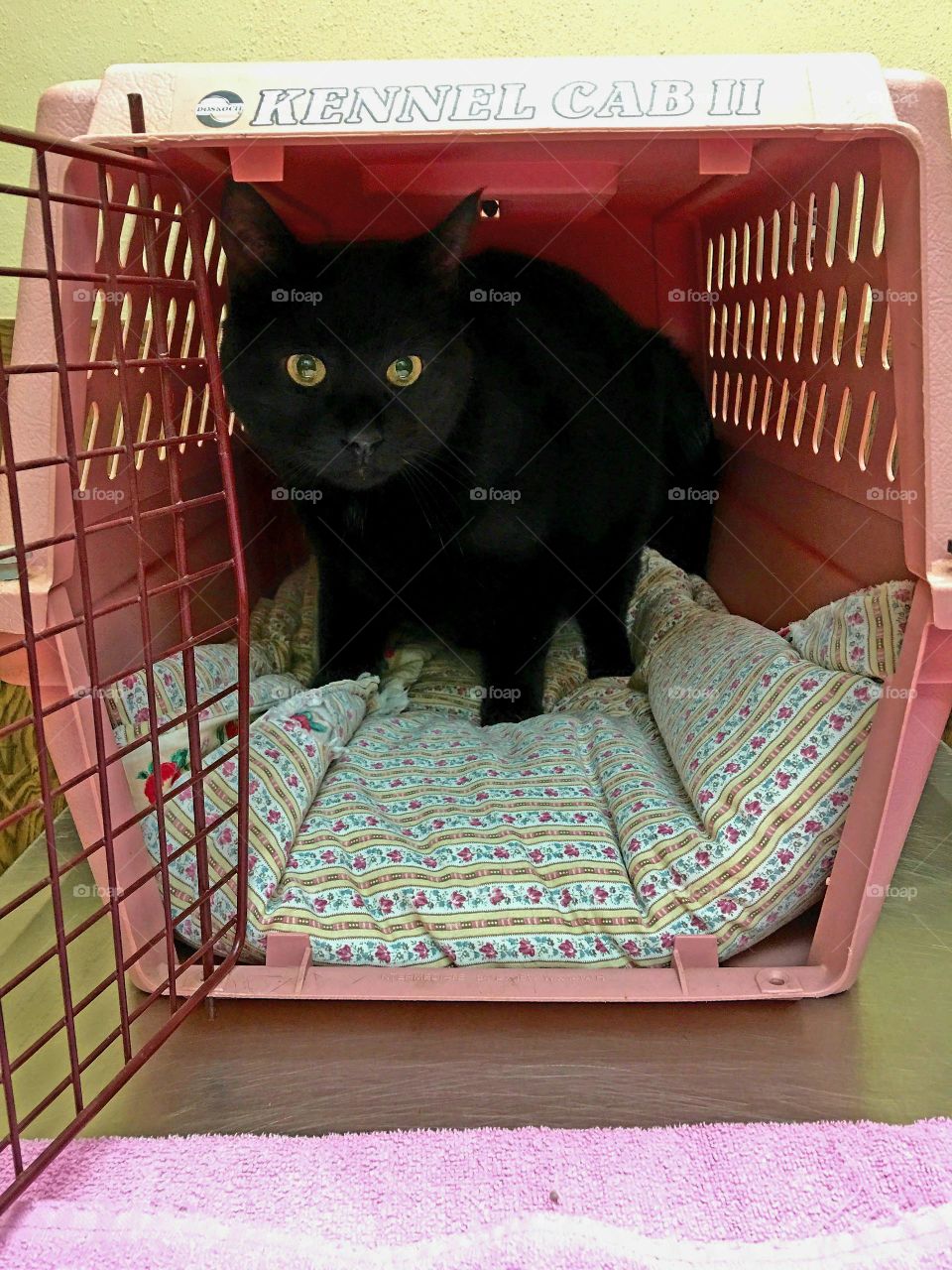 Cat at Vets with cage door open, blanket inside. Scared kitty.