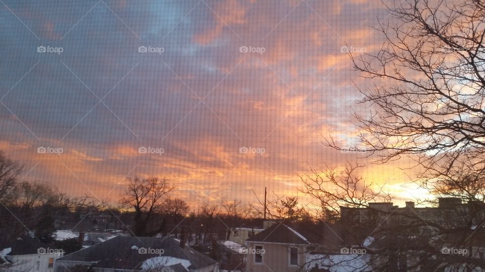 Winter, No Person, Snow, Tree, Weather