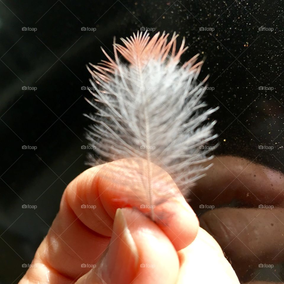 Tiny delicate feather I found in my yard.