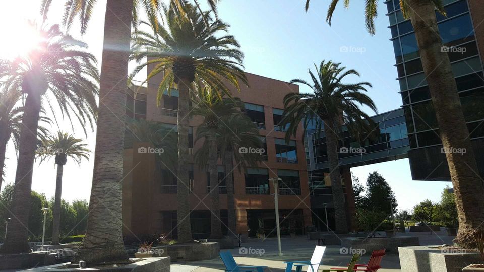 palm trees. palms on Google campus