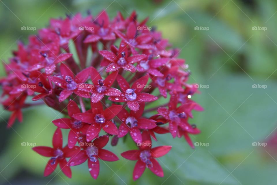 Red Pentas