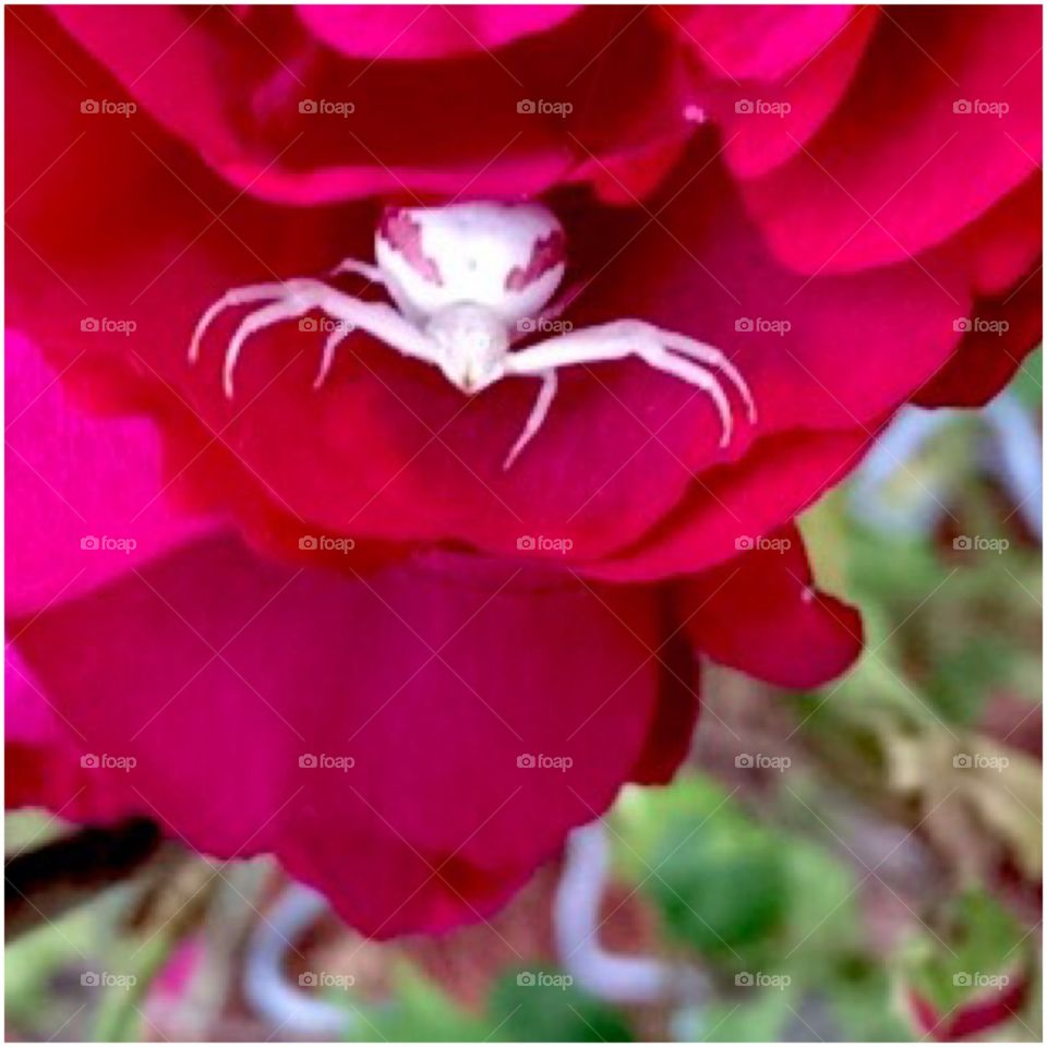 Garden Spider