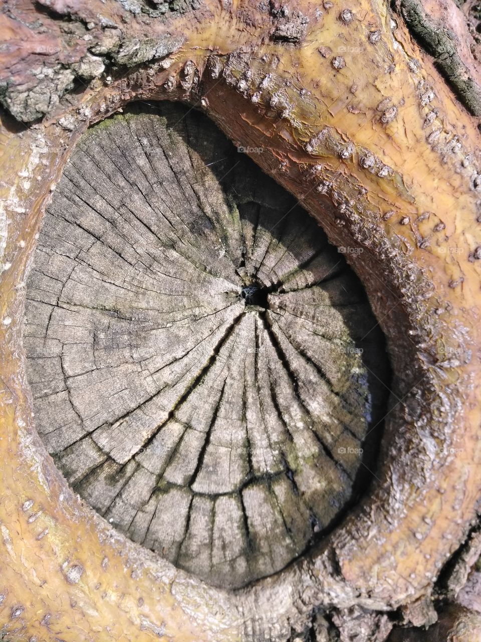 Three Rings in a Tree