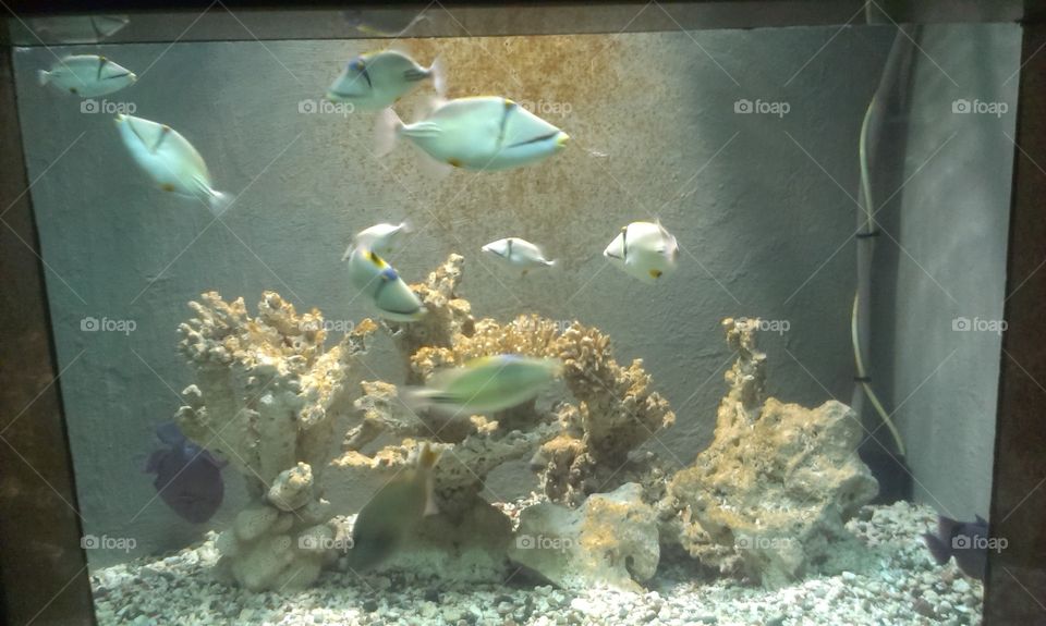 Fish in aqarium