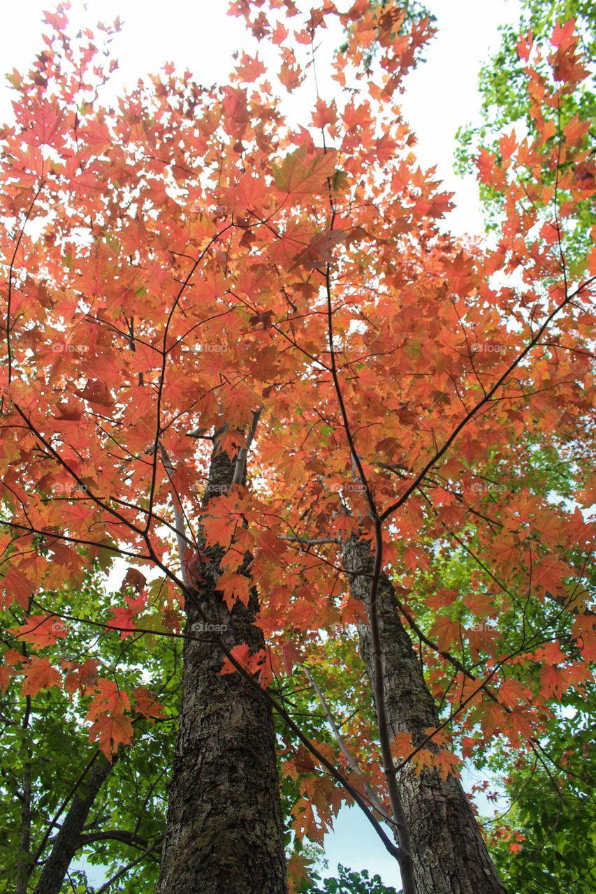 orange leaves