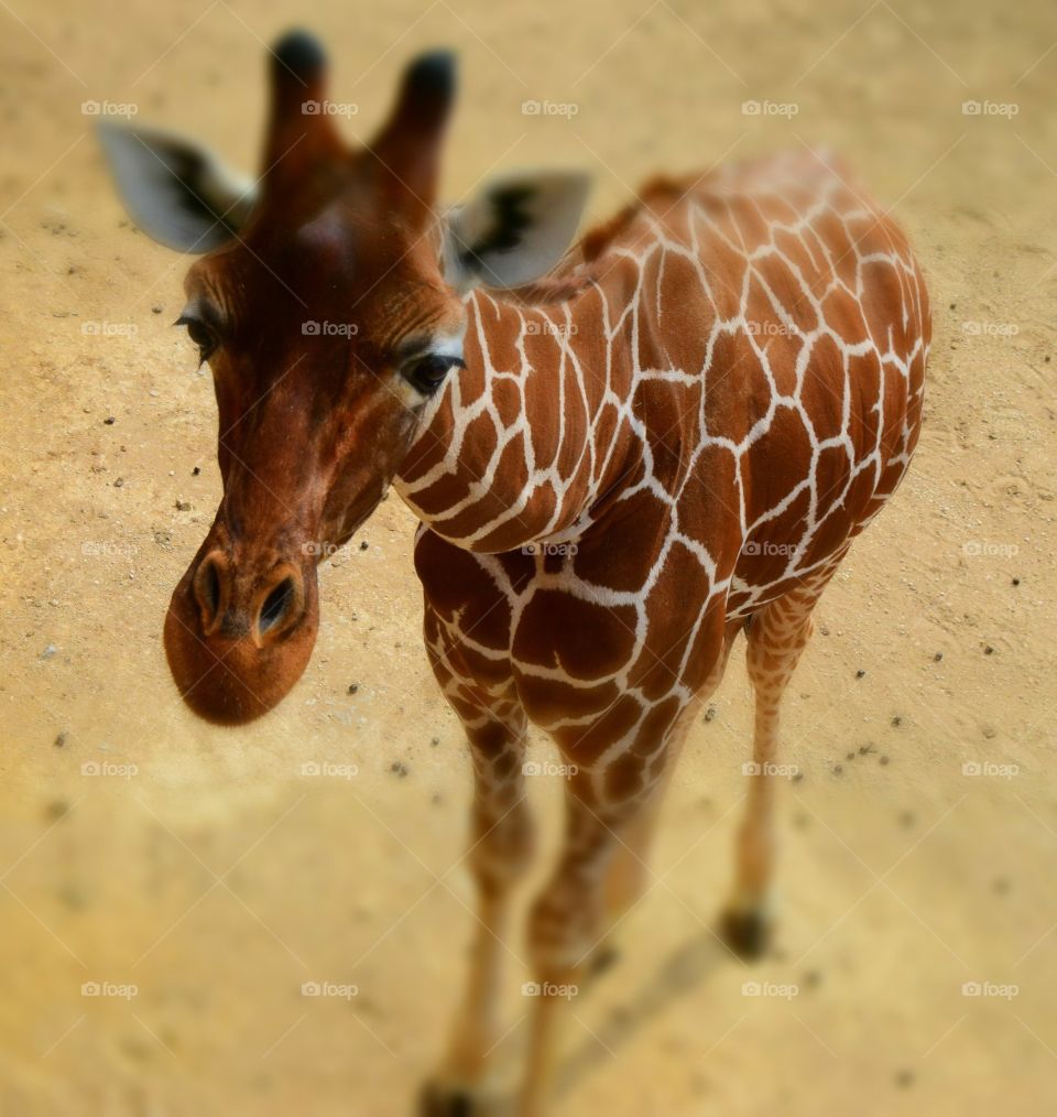 Characterful Giraffe