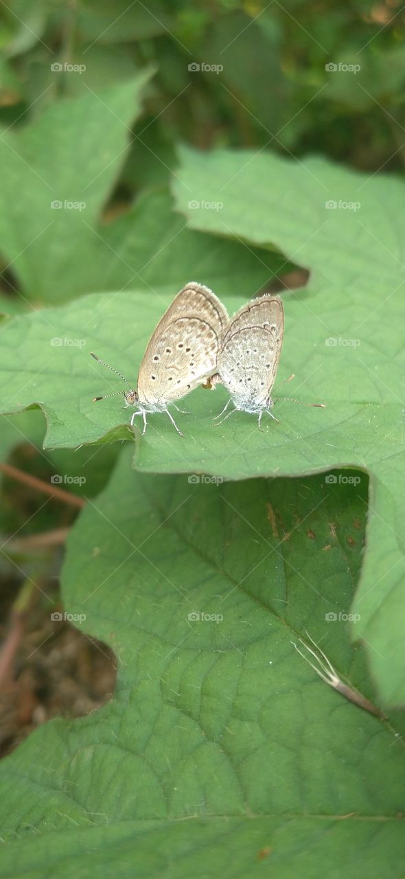 Two little butterflies making love