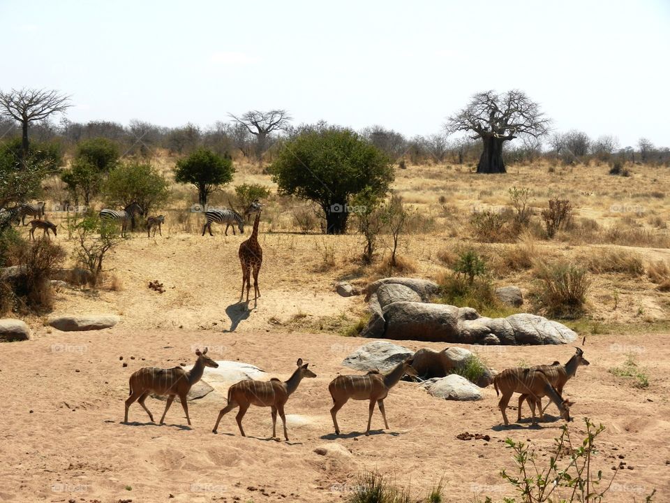 Animals in Tanzania