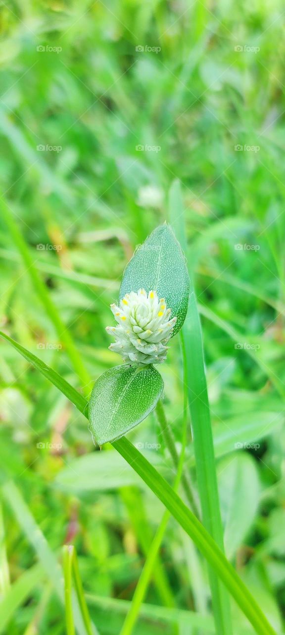Cute plant within the grass