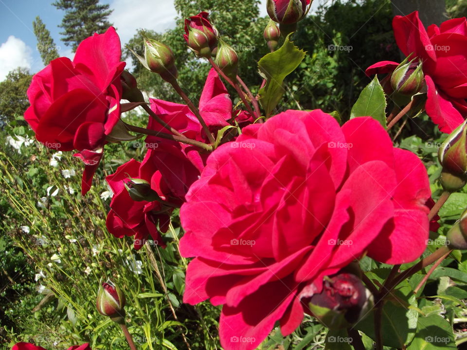 Red Roses