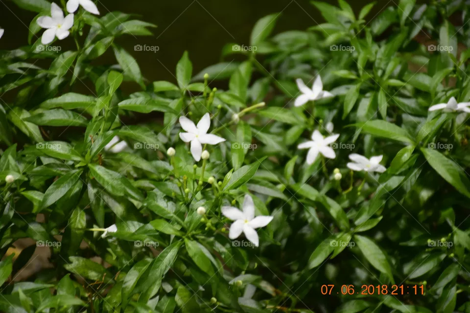 flora