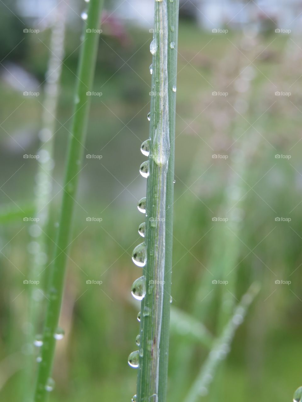 Single blade of grass, after the rain