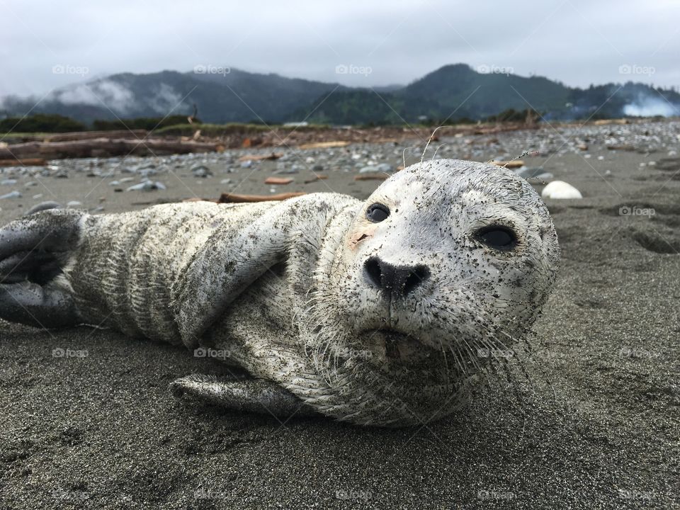 Harbor seal 
