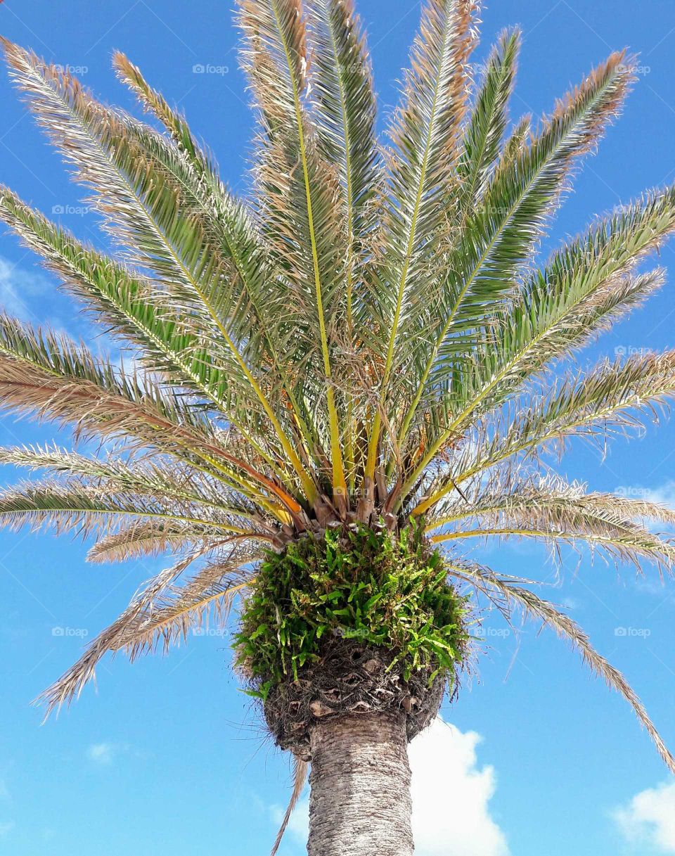 Beautiful Palm