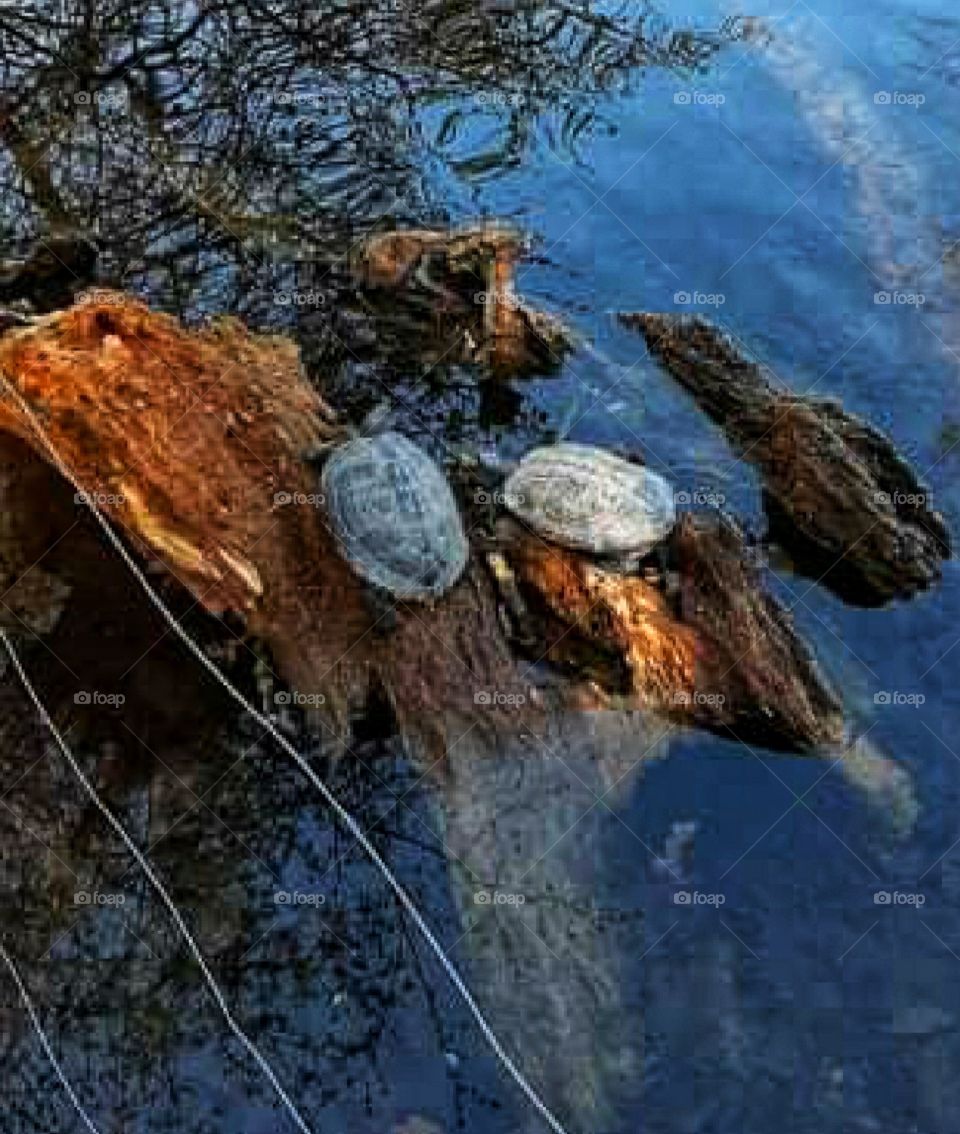 Every turtle has another one