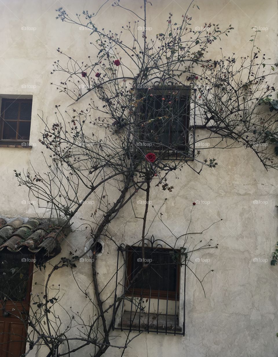 Roses climbing up the wall