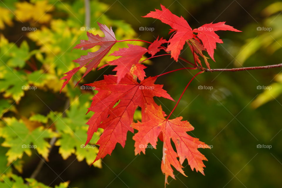 Feuilles rougeoyantes à l'automne (Alpes du Nord, France)