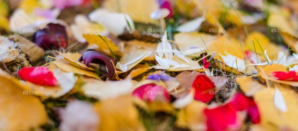 Colorful foliage 