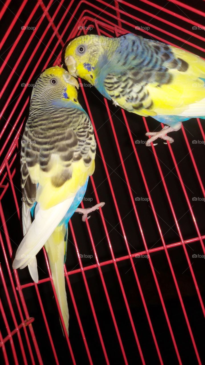 cute parrot couple