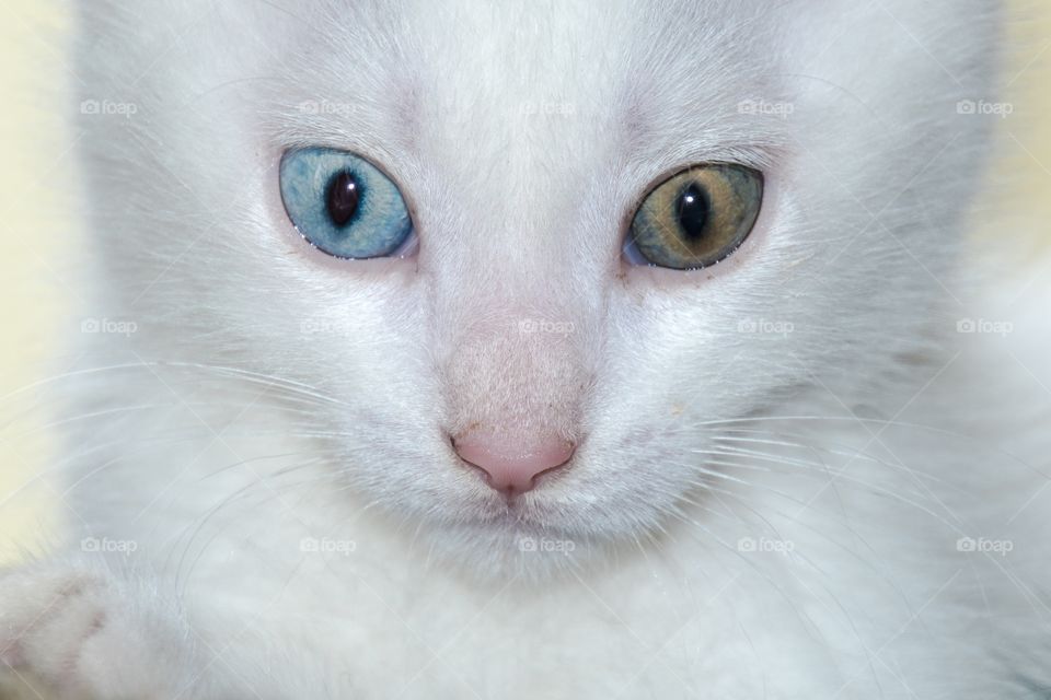 Kitten two color eyes. À white little kitten with two different color eten