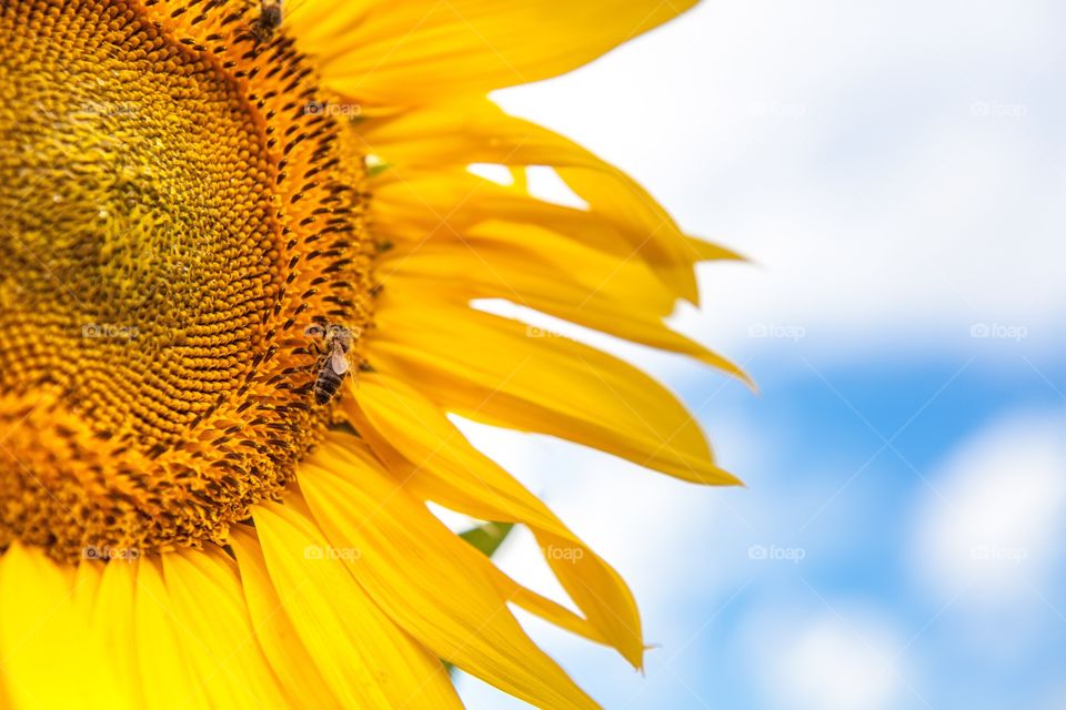 Bright shine Sunflower Closeup 