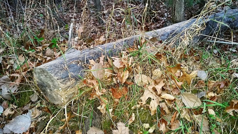 Old Cut Log