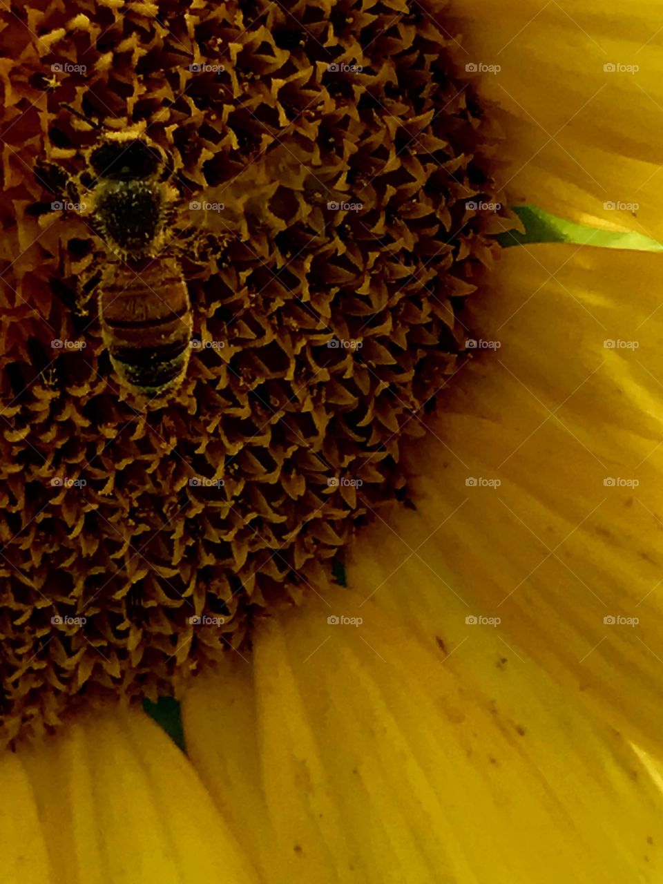 Camo bee on the sunflower 