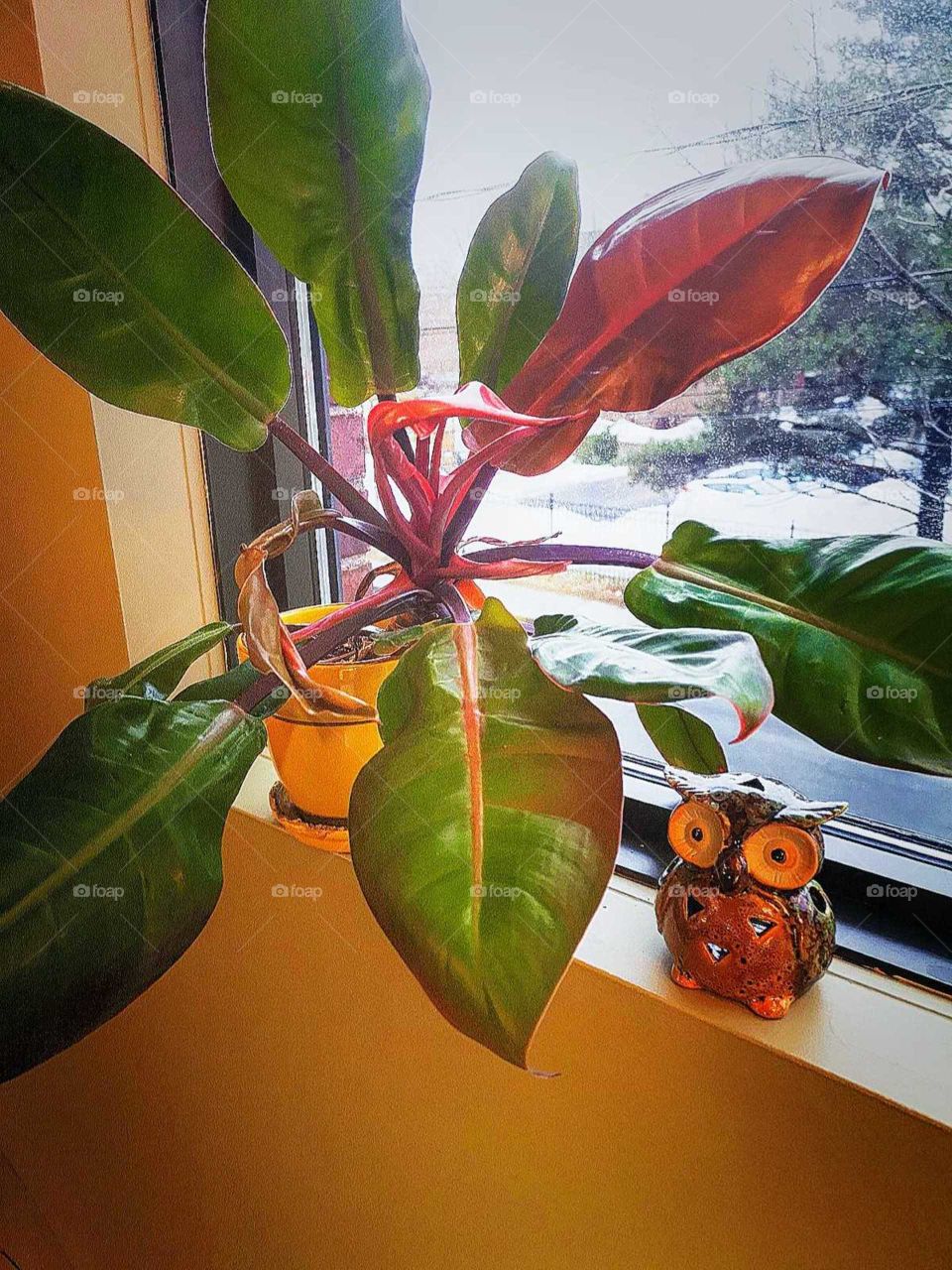 green plant near a window with an owl