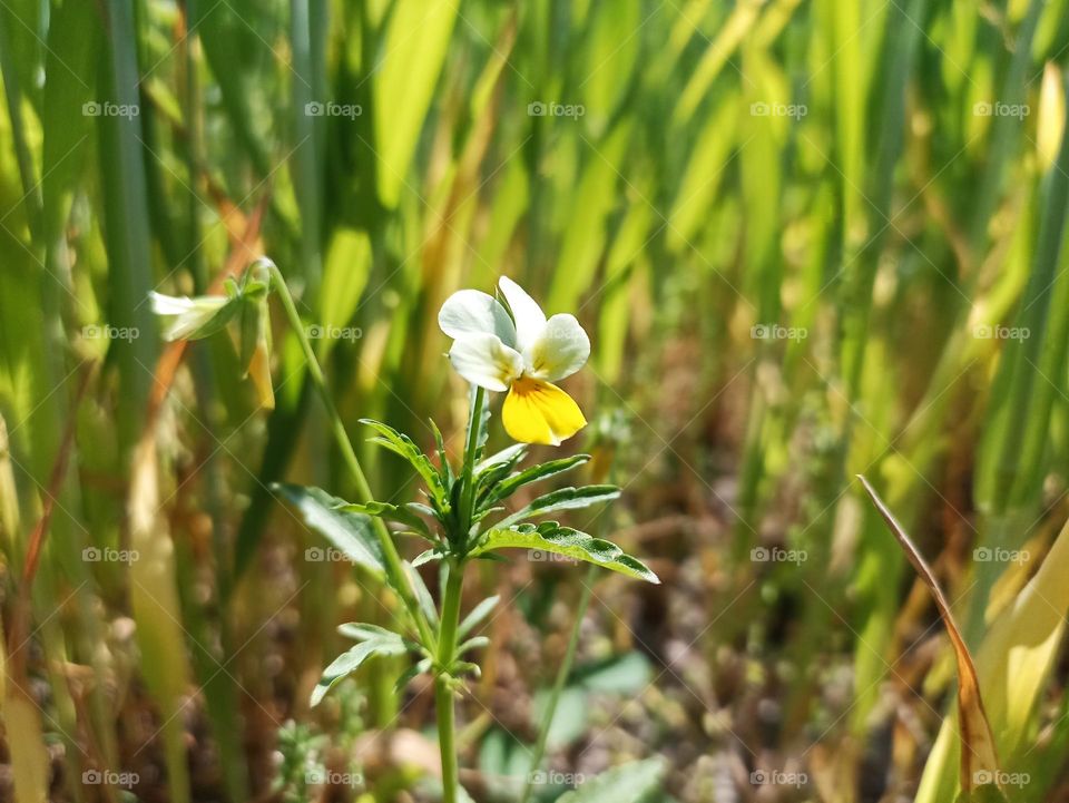 Viola arvensis is a species of violet known by the common name field pansy