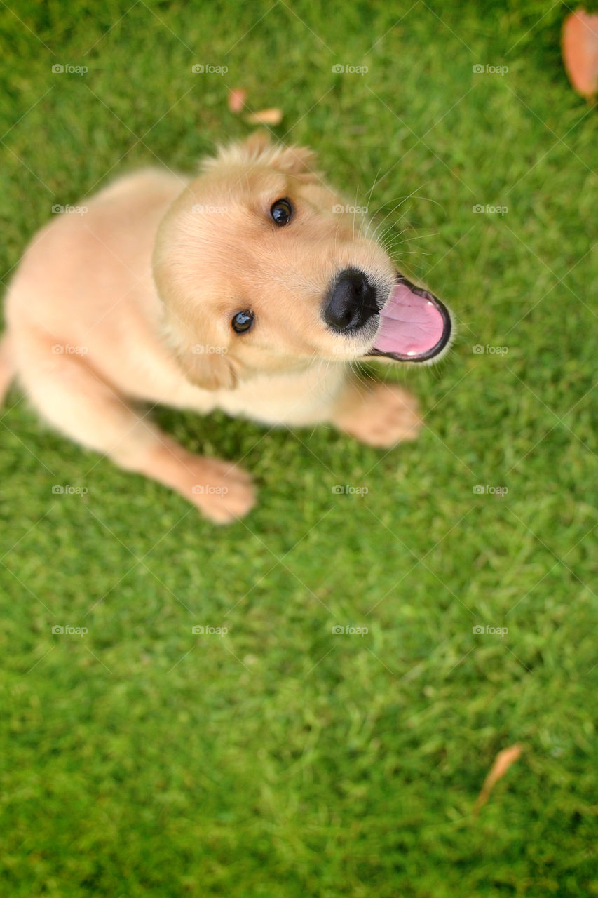 golden puppy