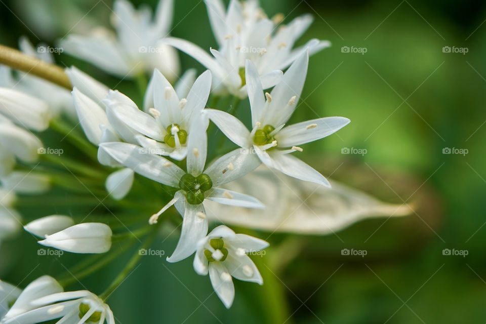 Close-up of wild garlic flowers