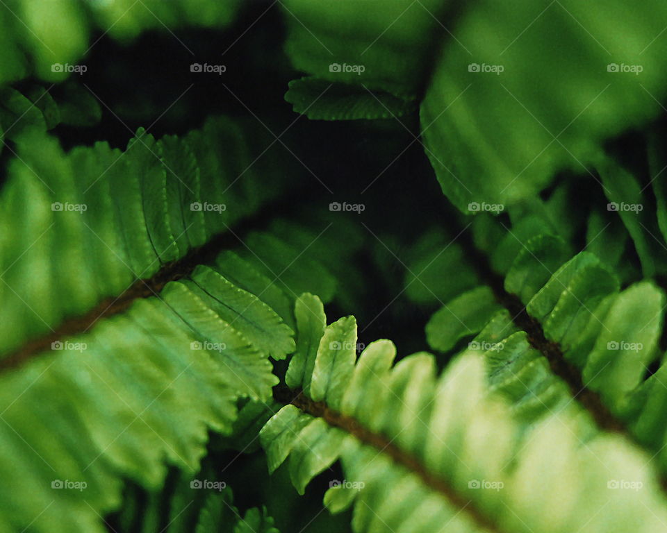 Macro Fern leaves