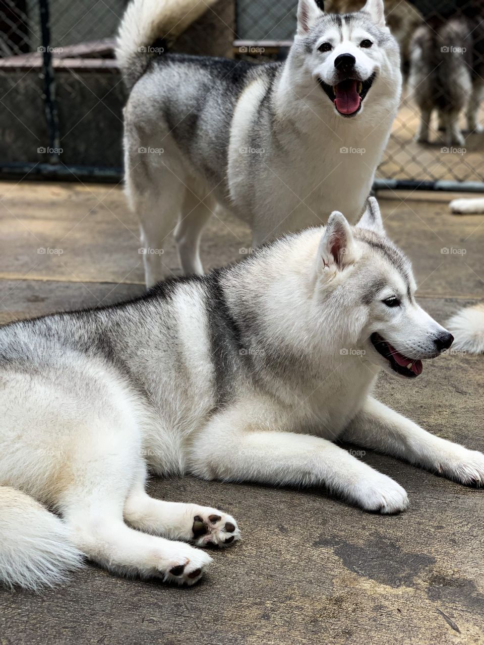 These majestic huskies are living in Husky cafe in Bangkok,Thailand! A private house off Soi Ari is a haven for dog lovers as you can stand in the middle of a backyard as 34 dogs play, doze off, or dart in every direction.