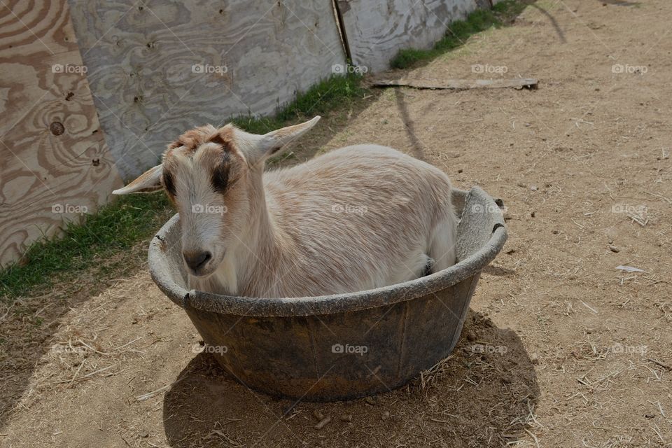 Goat setting in his feed bowl at bayou wildlife zoo in Alvin Texas 