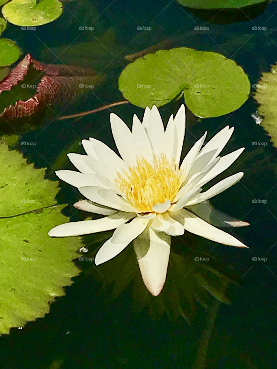 Leaf, Lotus, Flower, Flora, Pool