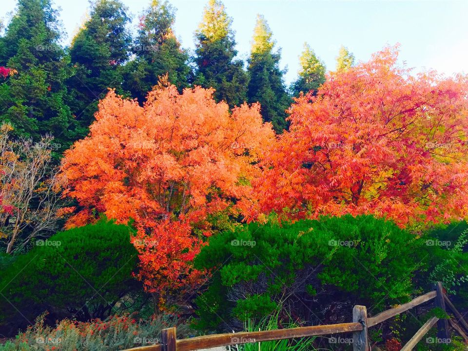 Autumn in NorCal 