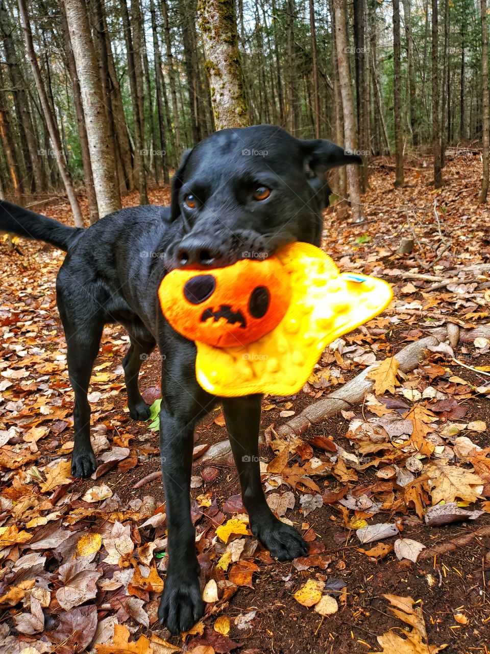 Bark box day!
Halloween edition.