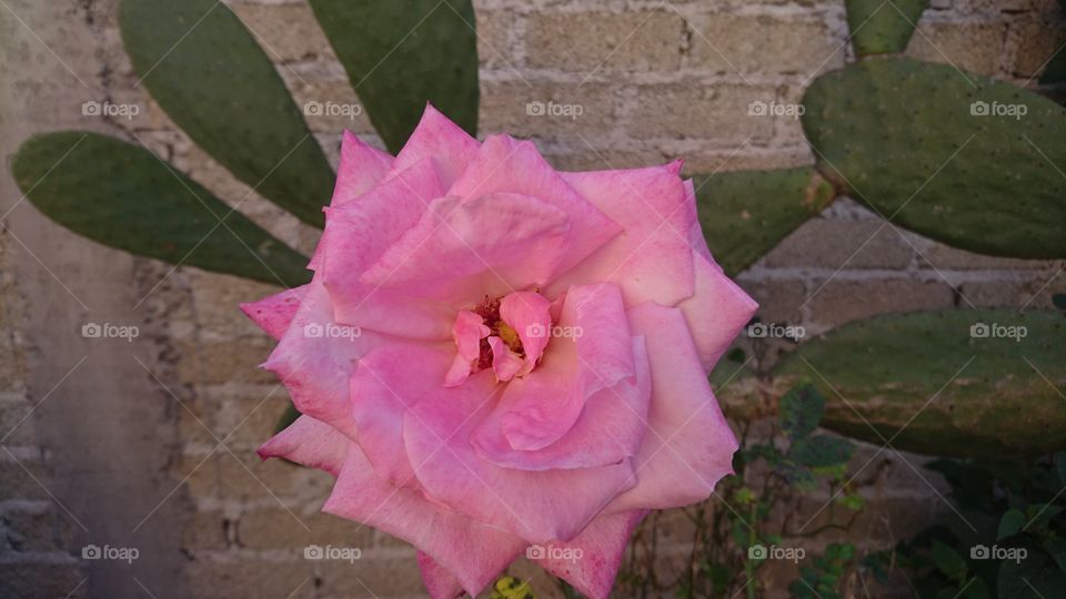 rosa y nopal