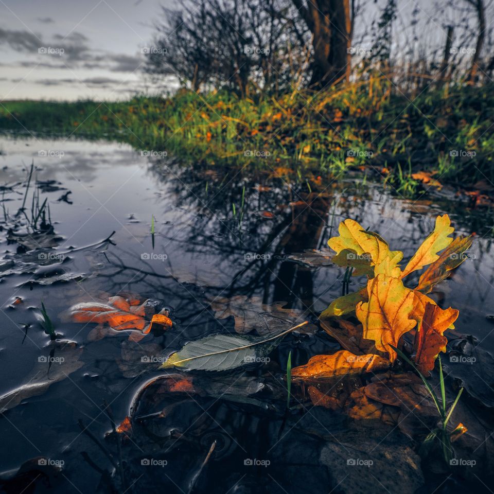 Autumn maple in a puddle in the fall