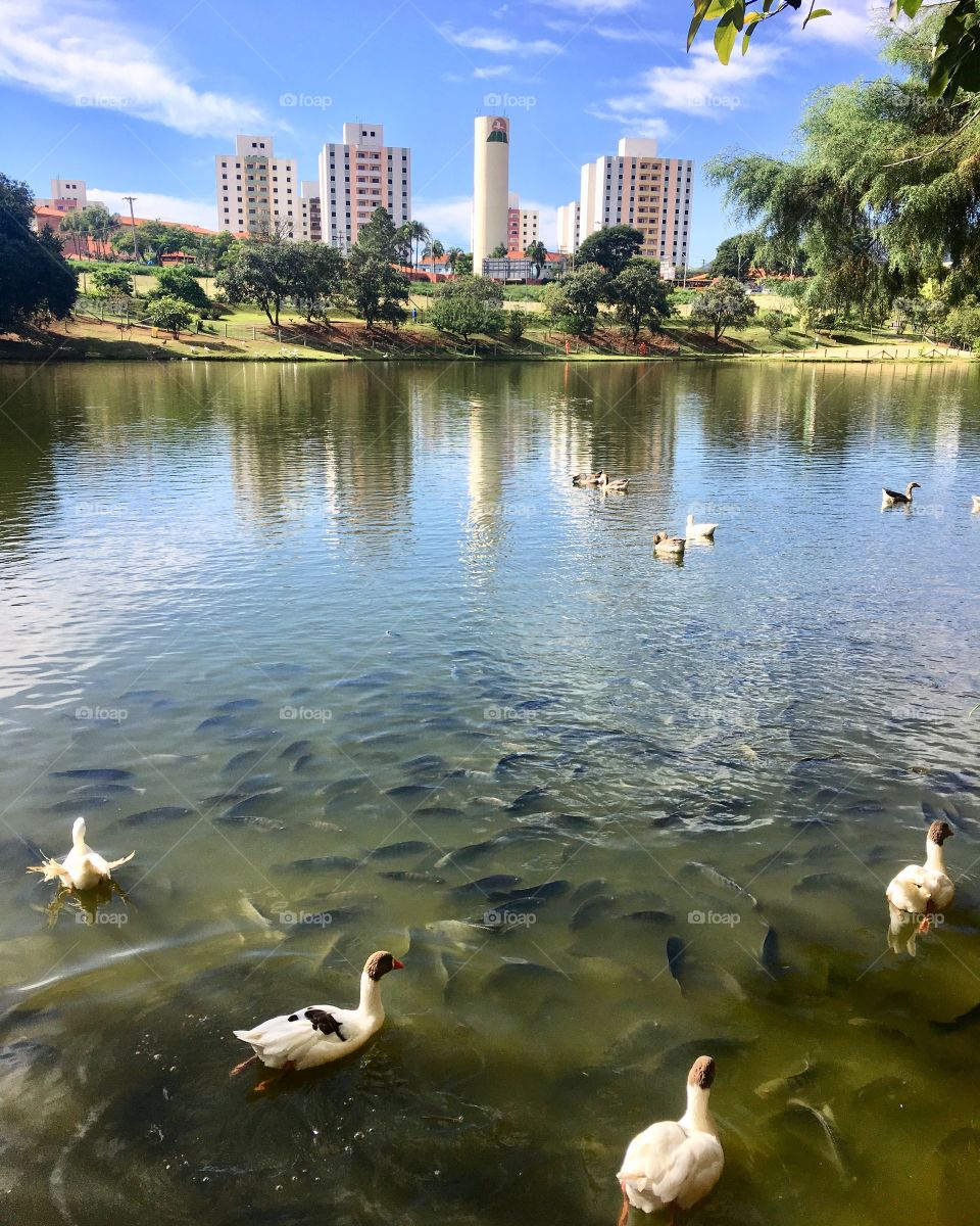 Parque Botânico Eloy Chaves - Jundiaí!
A #paisagem é incrível, mas o detalhe é a quantidade de #peixes entre os #gansos e os #patos.
Pescar nesse #lago é covardia!
🐠 🦆 🌳
#natureza #fotografia #beleza #inspiração #céu