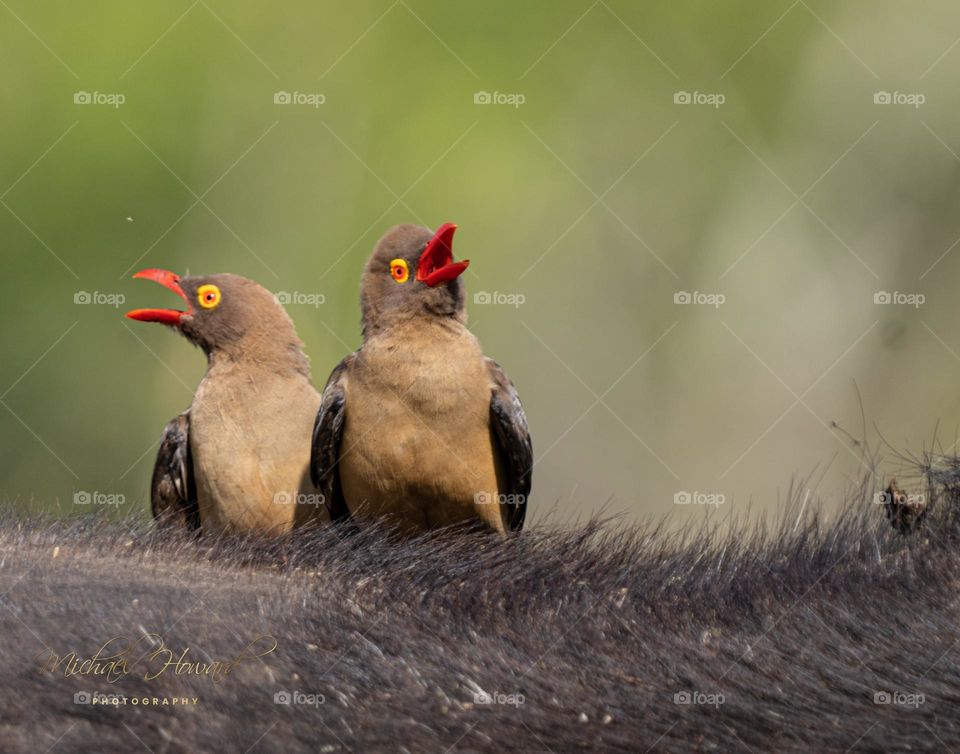 Birds That Sing Together.....