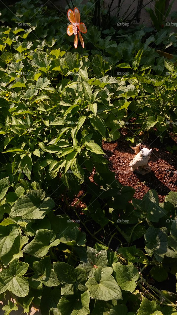 guardian of the backyard garden