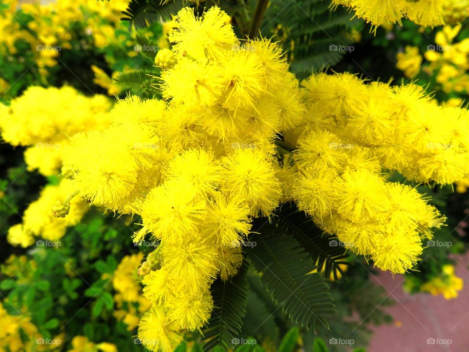 mimosa bloom